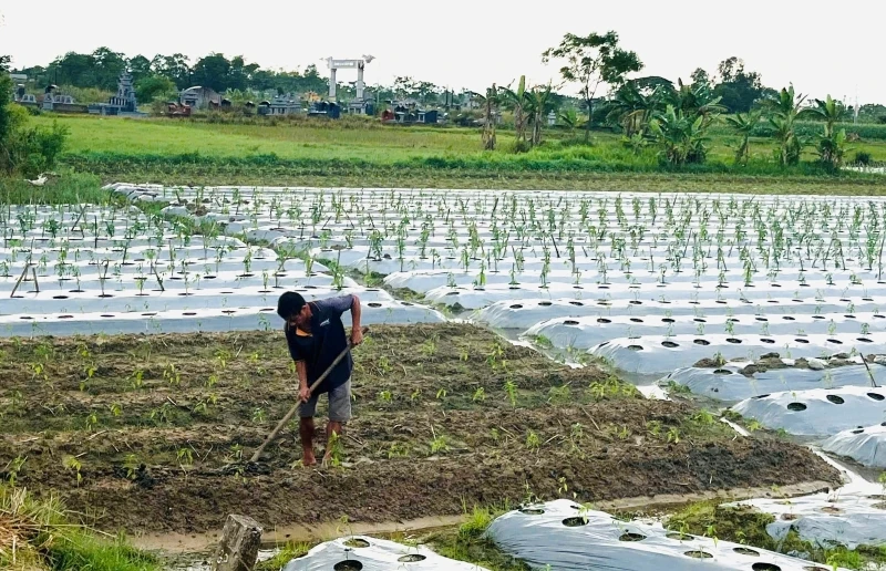 Ươm “chồi xanh” nơi rốn lũ