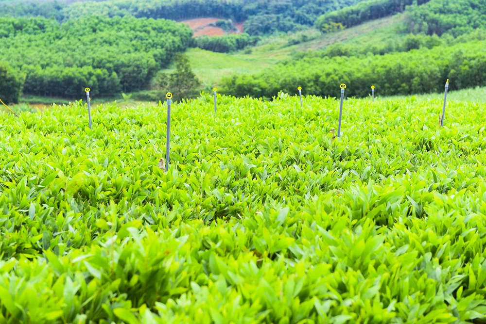 Sức vươn ở thôn đặc biệt khó khăn Đồng Trình