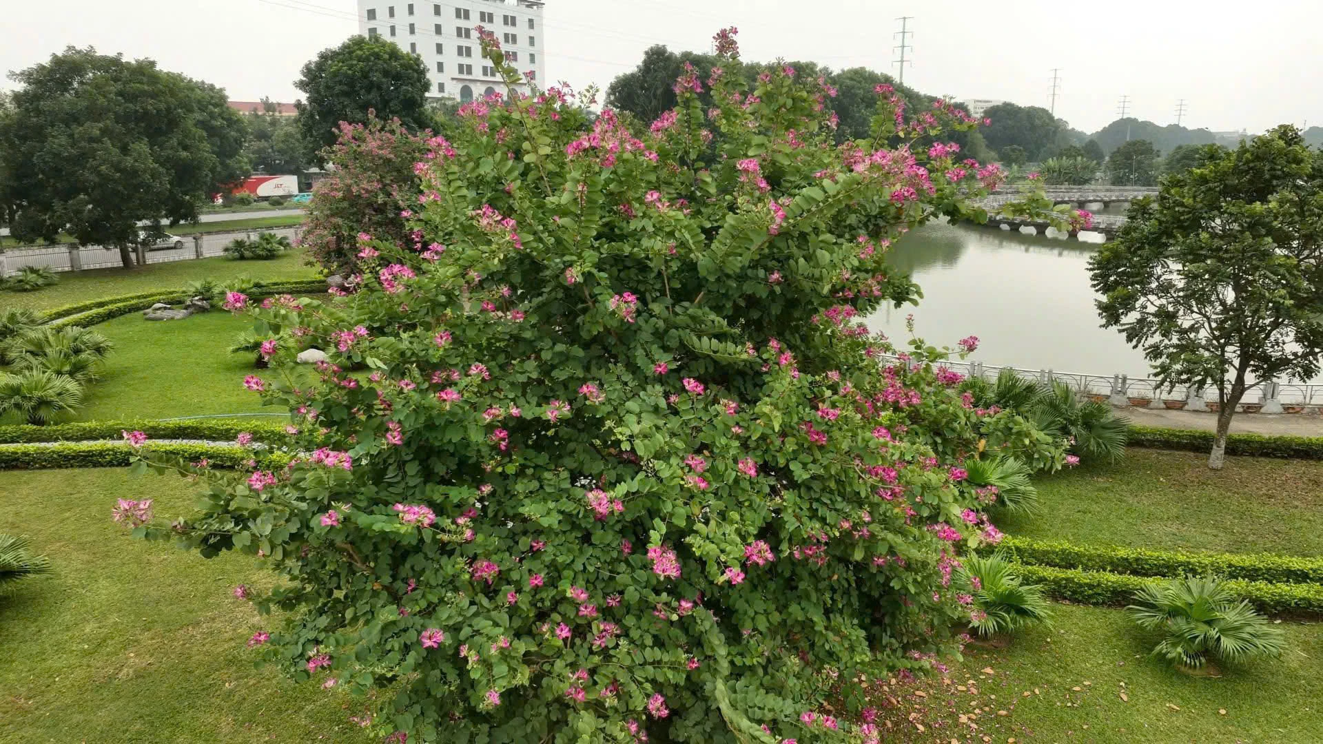 Những mùa hoa thương nhớ