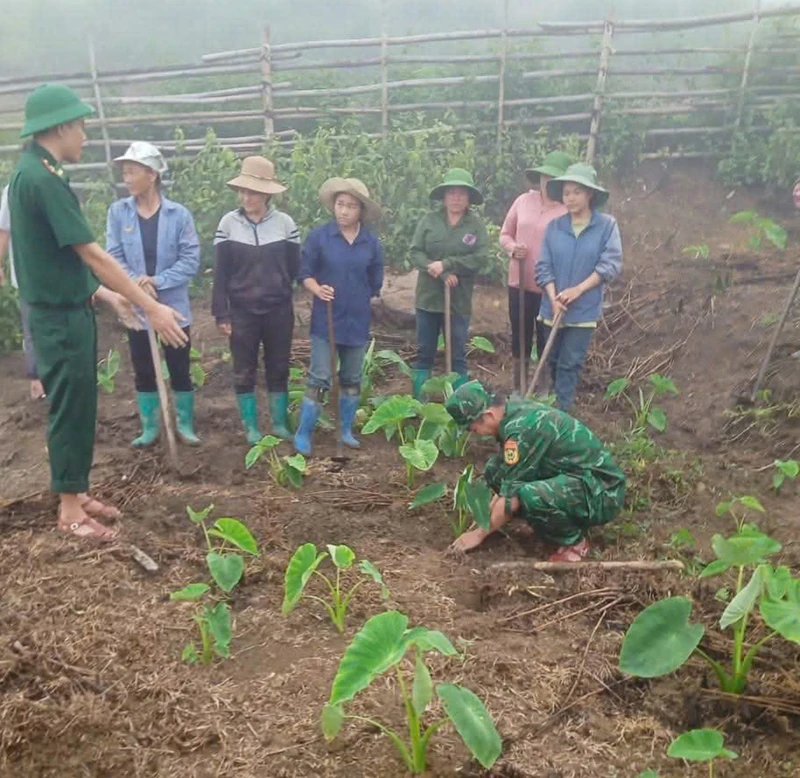 Về những cây trồng hạnh phúc (Bài 3): Cây khoai mán ruột vàng ở Ché Lầu