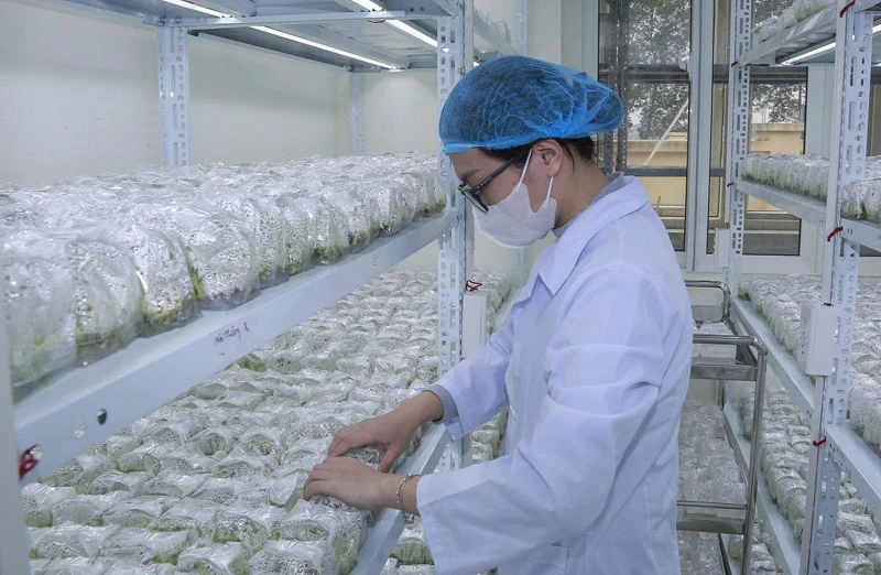 Kiện toàn, sắp xếp lại tổ chức bộ máy Viện Nông nghiệp Thanh Hóa