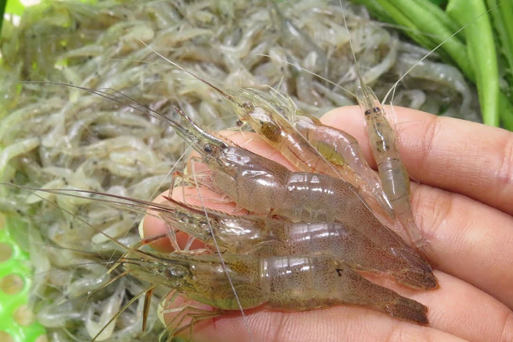 Thương nhớ đồng chiêm