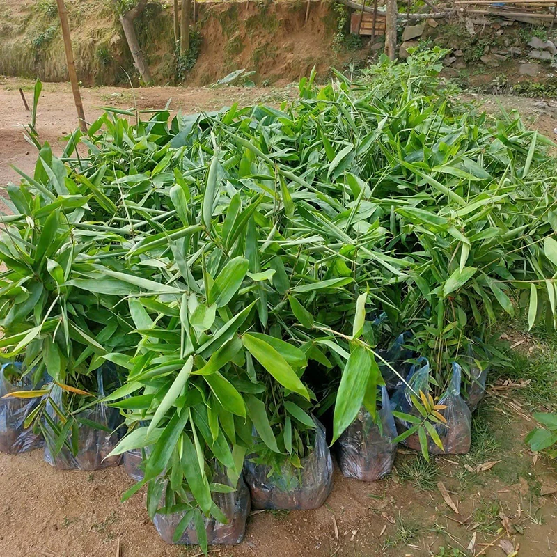 Mường Lý mở rộng diện tích trồng cây giang lấy lá