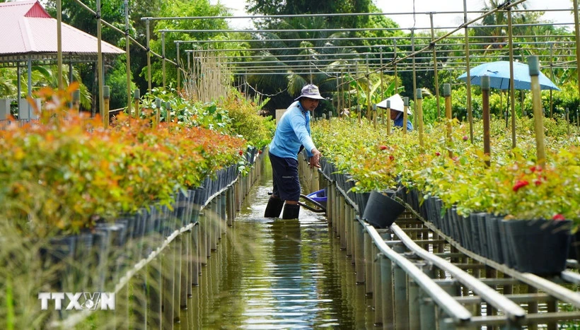 Vì sao Nghề trồng hoa kiểng Sa Đéc được vinh danh di sản văn hóa phi vật thể?