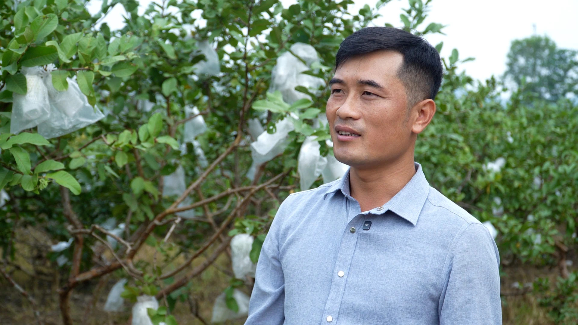 Mùa ổi ngọt
