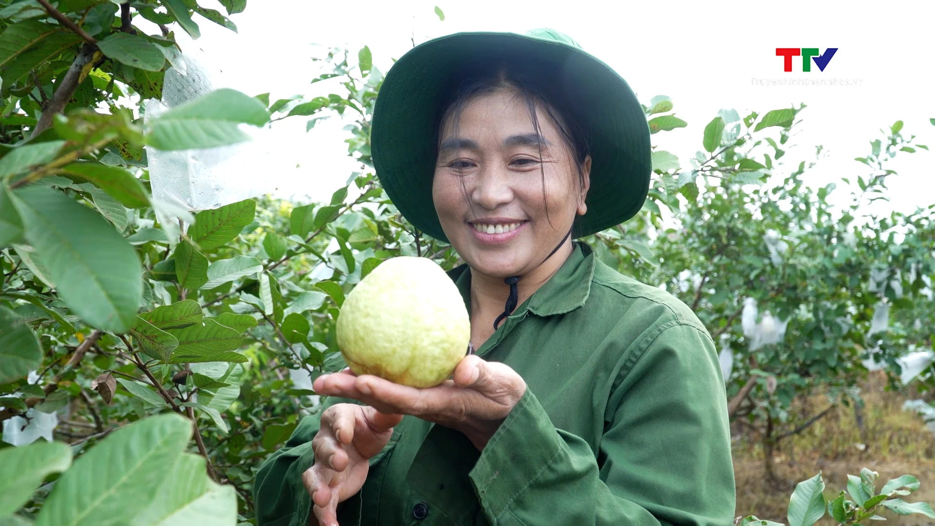 Mùa ổi ngọt