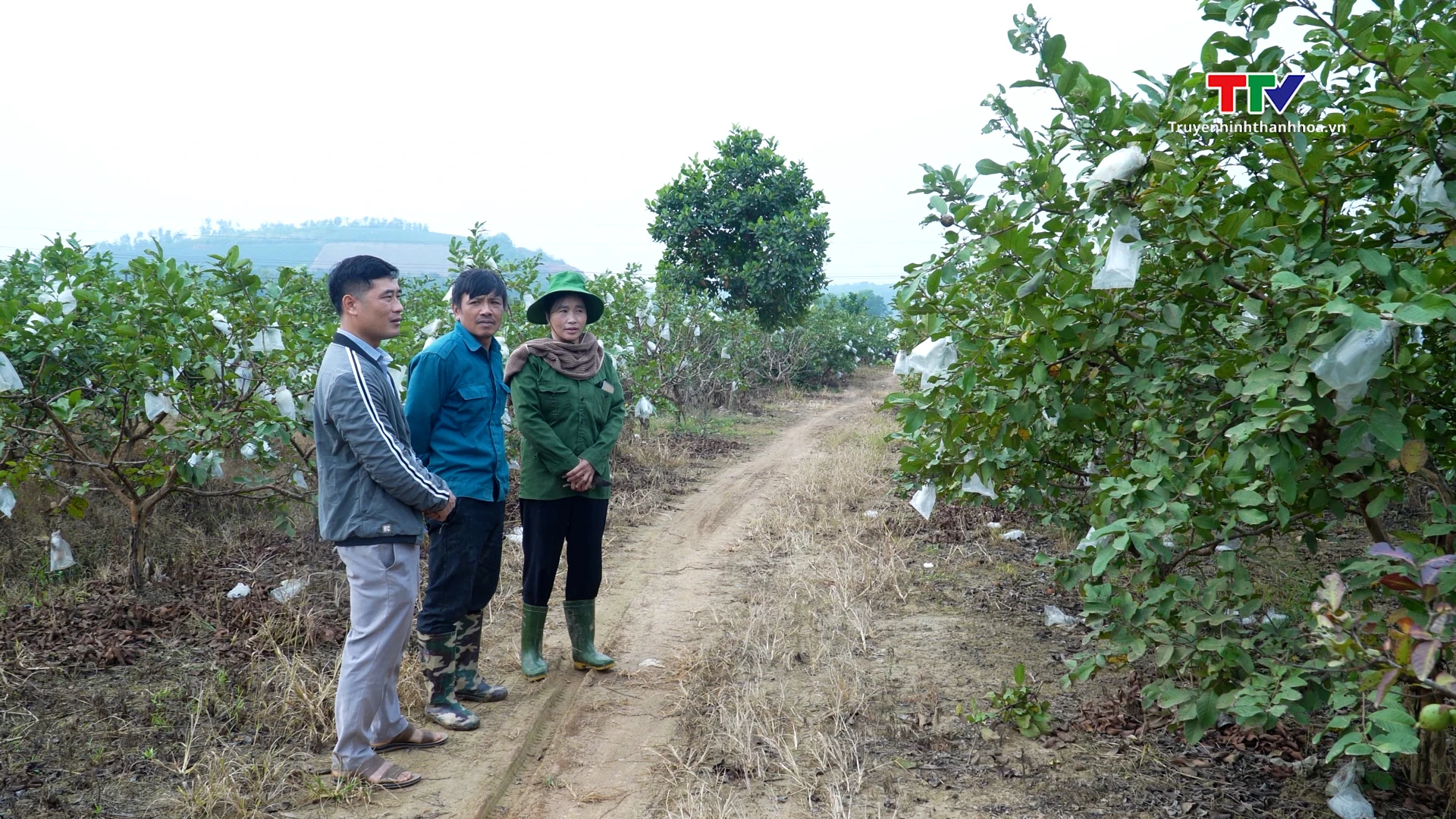 Mùa ổi ngọt
