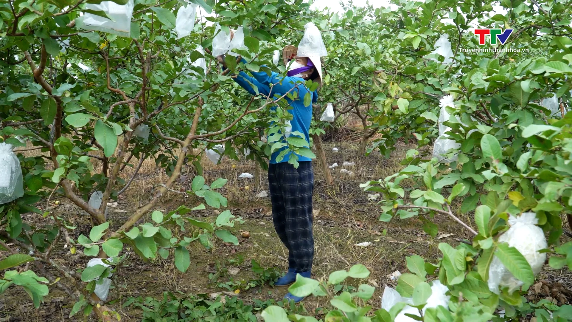 Mùa ổi ngọt