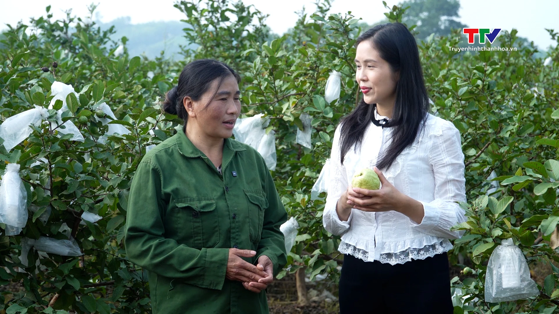 Mùa ổi ngọt