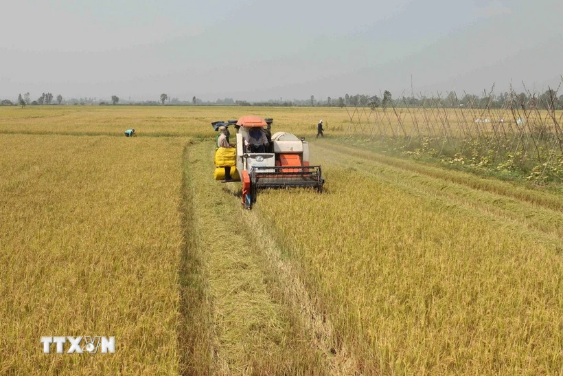 Thủ tướng chỉ đạo ổn định thị trường lúa gạo, hỗ trợ nông dân tiêu thụ sản phẩm