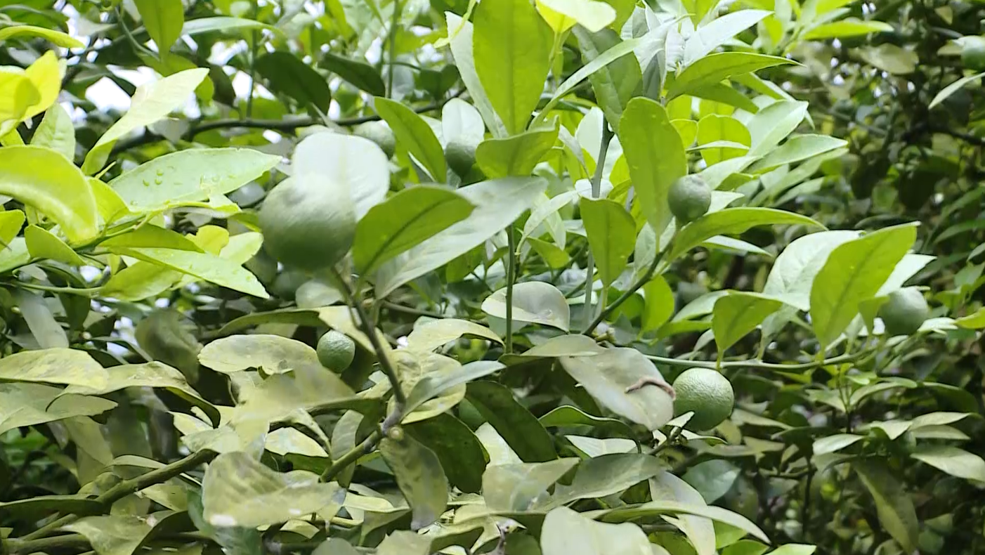 Đưa chanh tứ quý lên đồi hoang, nông dân Tày đổi đời