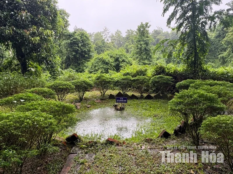Rừng lim trên đất Lam Kinh