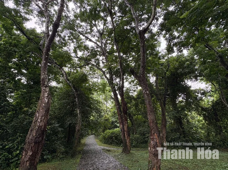 Rừng lim trên đất Lam Kinh