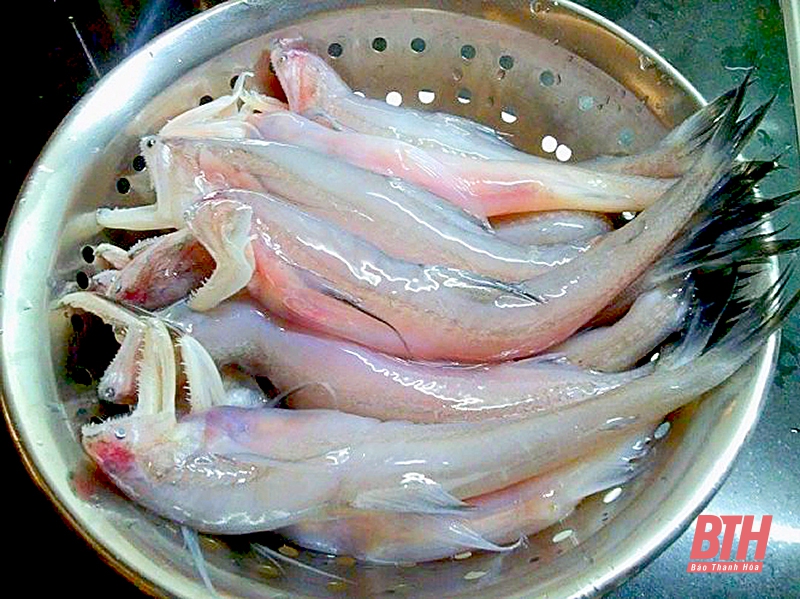 Cá khoai - “lộc biển” đầu xuân của ngư dân, đặc sản của xứ Thanh