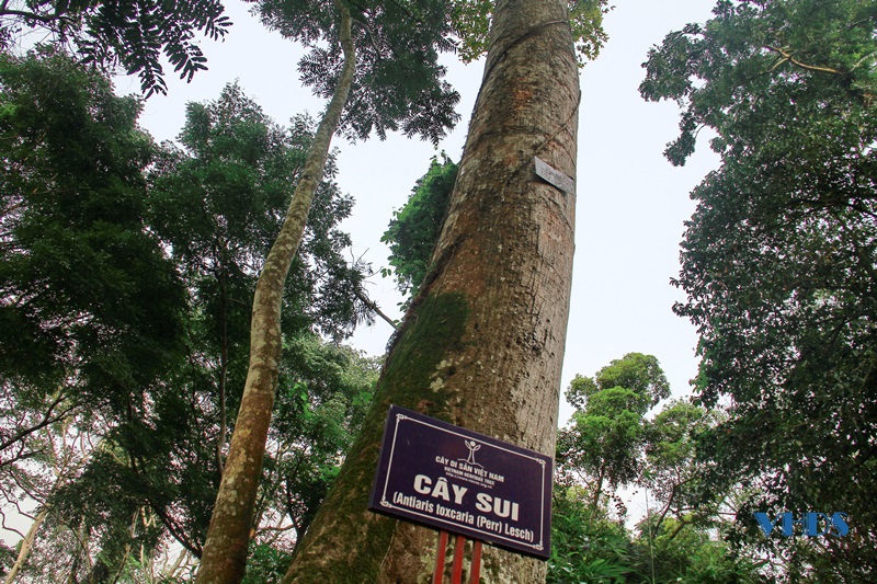 Cây di sản Việt Nam trên địa bàn tỉnh Thanh Hóa
