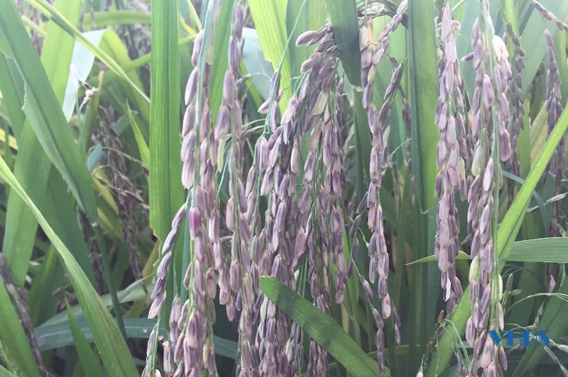 Xây dựng thương hiệu gạo tím thảo dược “Gạo quê nông thôn”