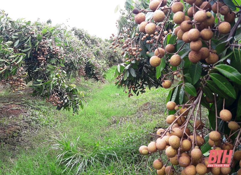 Người biến bãi bồi sông Yên thành vườn cây ăn quả trù phú