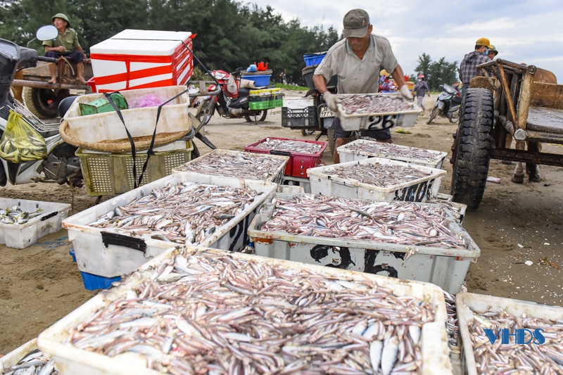Chợ cá vùng bãi ngang