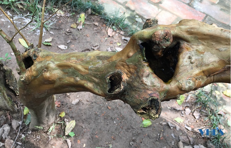 Kỳ lạ cây lim “hiến thân” và cây ổi “cười” trong khu di tích Lam Kinh