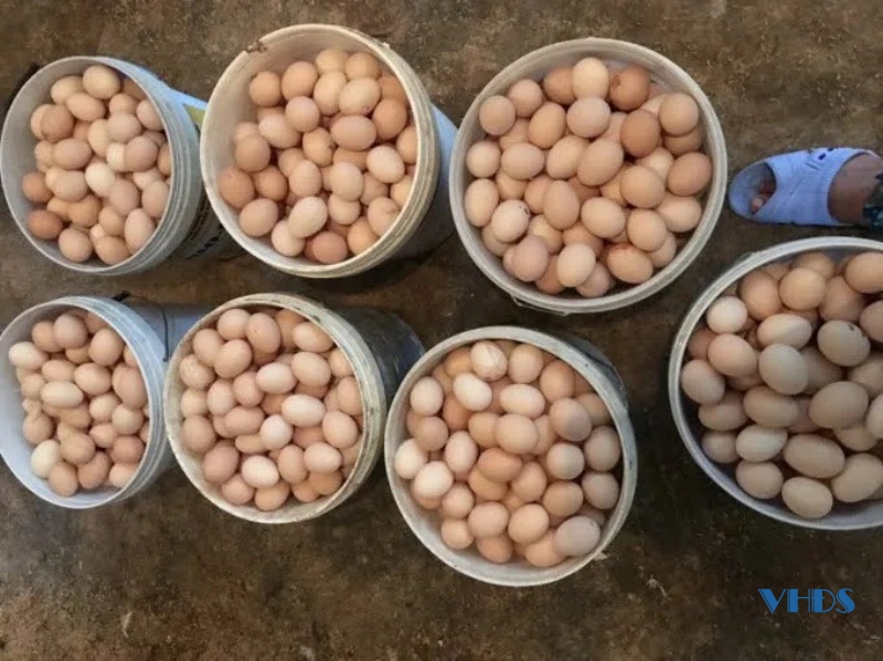 Giá trứng gia cầm trên địa bàn Thanh Hóa đang có dấu hiệu giảm