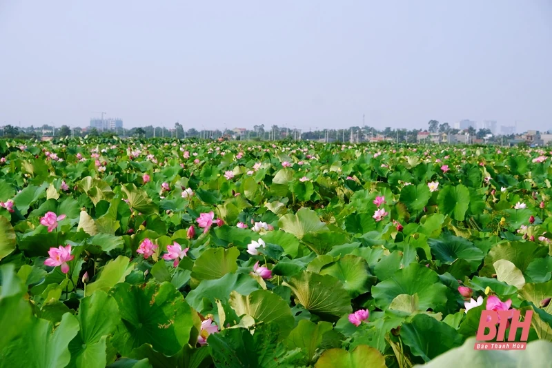 Người lấp ao, ra siêu thị mua thơm