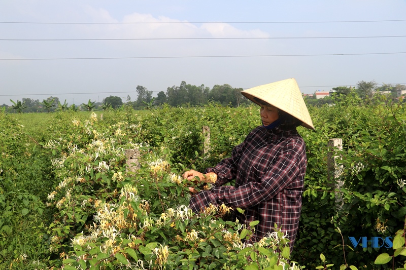 Phát triển cây dược liệu trên đất Đông Hoàng