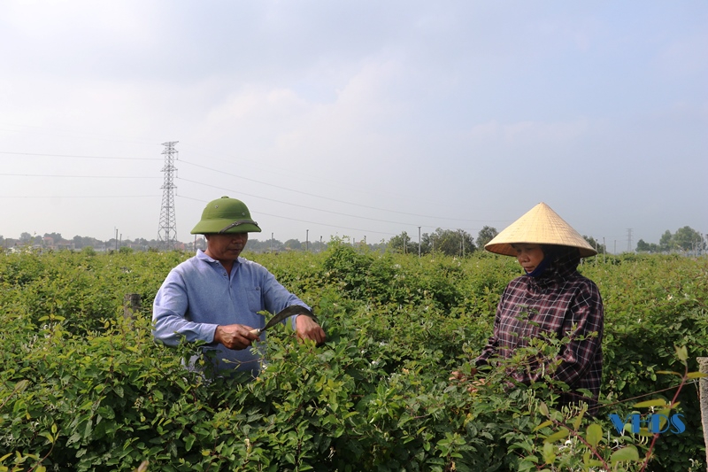 Phát triển cây dược liệu trên đất Đông Hoàng