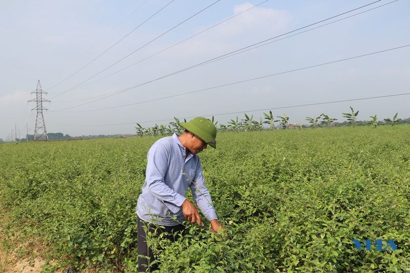 Phát triển cây dược liệu trên đất Đông Hoàng