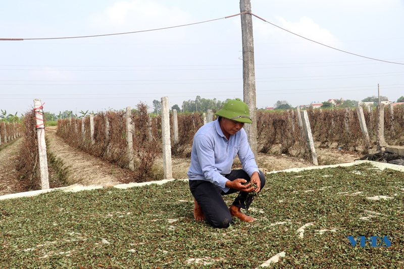 Phát triển cây dược liệu trên đất Đông Hoàng