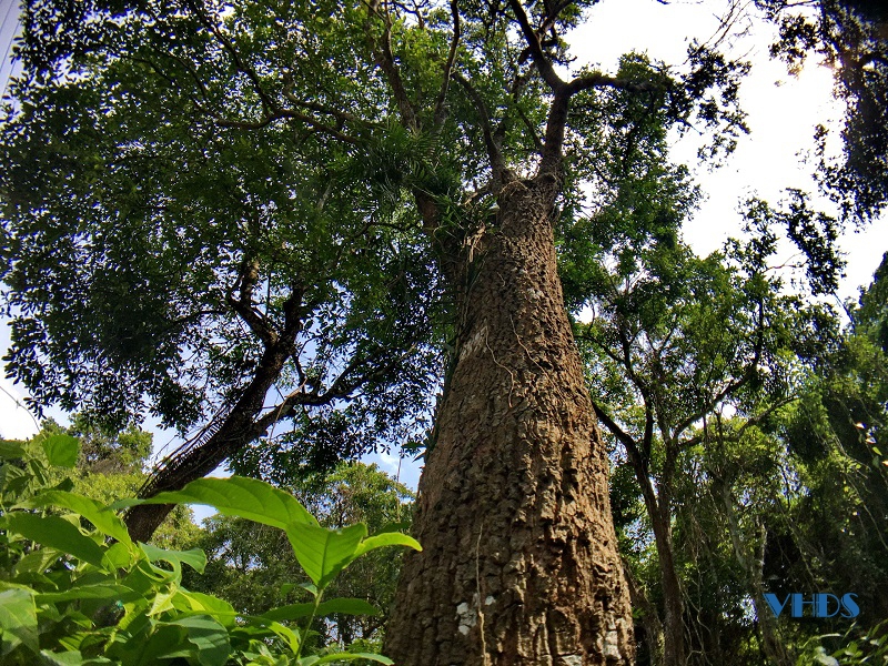 Đa dạng sinh học ở Khu bảo tồn thiên nhiên rừng sến Tam Quy