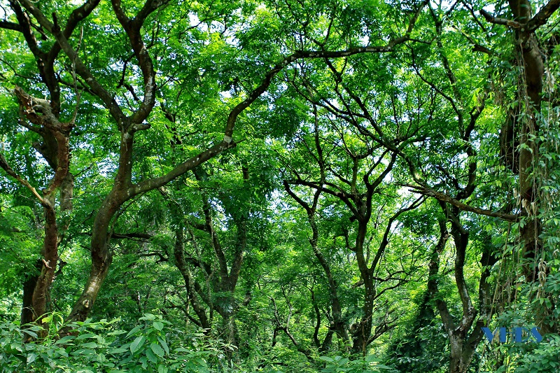 Đa dạng sinh học ở Khu bảo tồn thiên nhiên rừng sến Tam Quy