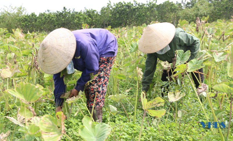 Nông dân bảo đảm “5K” trong sản xuất, thu hoạch