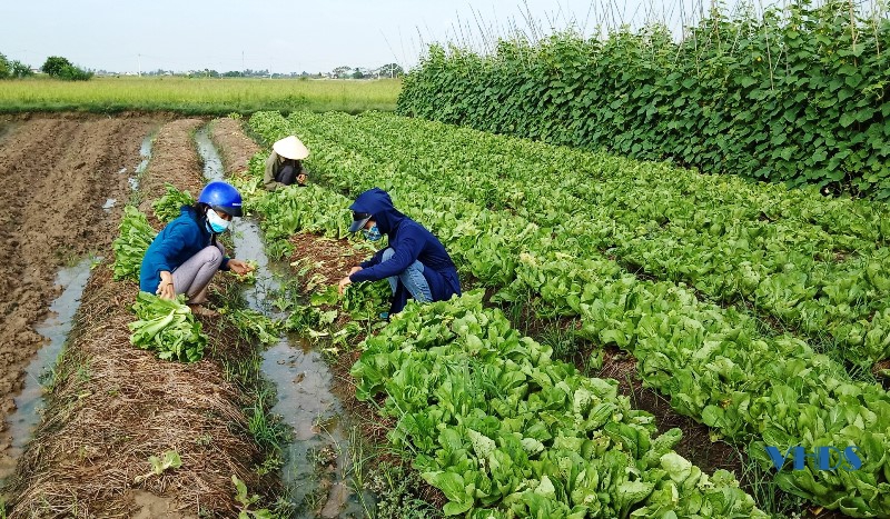 Hỗ trợ tiêu thụ nông sản cho hộ dân đang thực hiện cách ly tập trung
