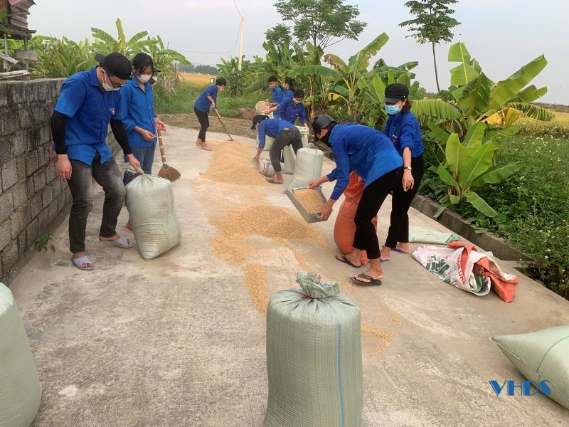 Áo xanh tình nguyện giúp dân gặt lúa