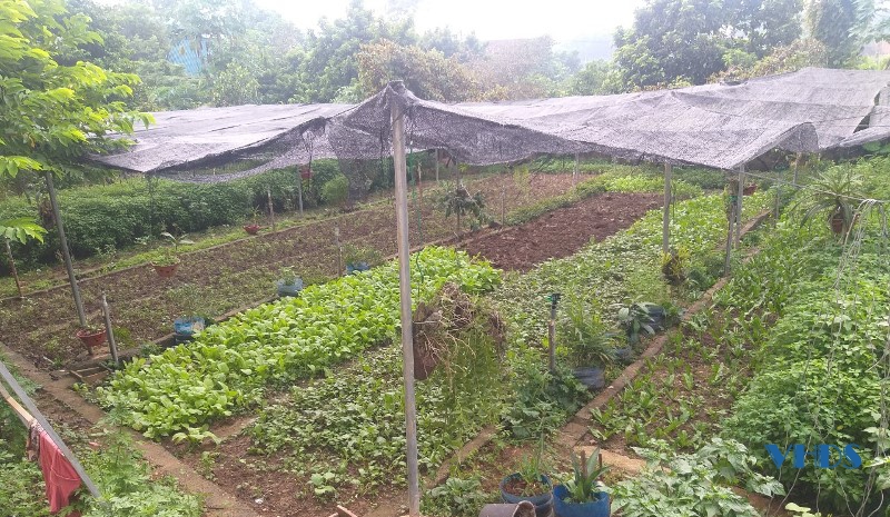Chương trình “Nhà bạn có trồng rau” - sản suất an toàn, tự chủ thực phẩm trong mùa dịch