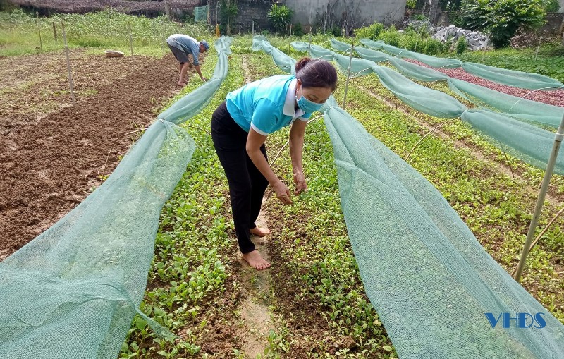 Chương trình “Nhà bạn có trồng rau” - sản suất an toàn, tự chủ thực phẩm trong mùa dịch