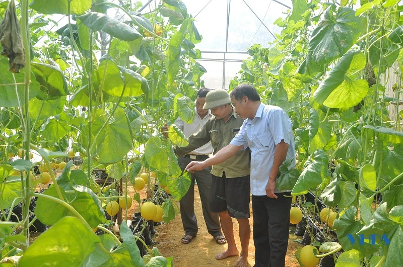 Làm giàu từ trồng dưa lưới công nghệ cao