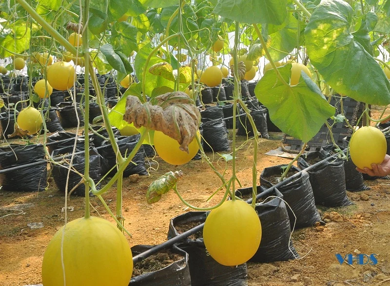 Làm giàu từ trồng dưa lưới công nghệ cao