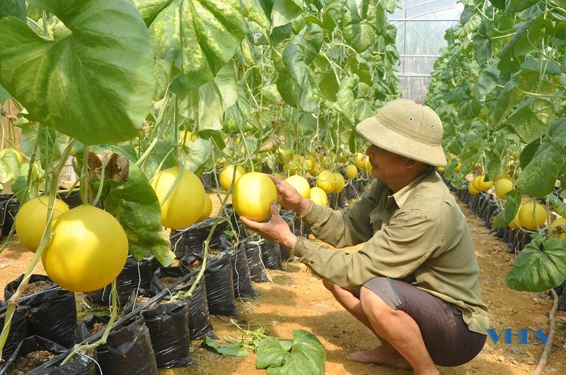 Làm giàu từ trồng dưa lưới công nghệ cao