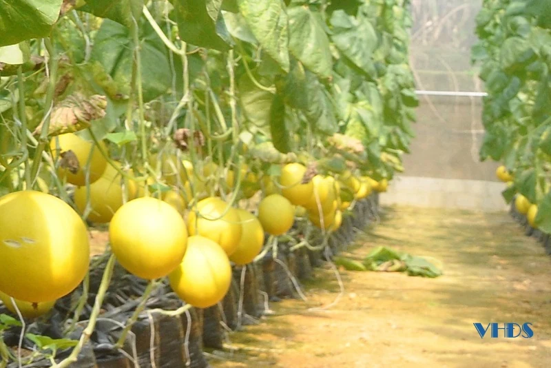 Làm giàu từ trồng dưa lưới công nghệ cao