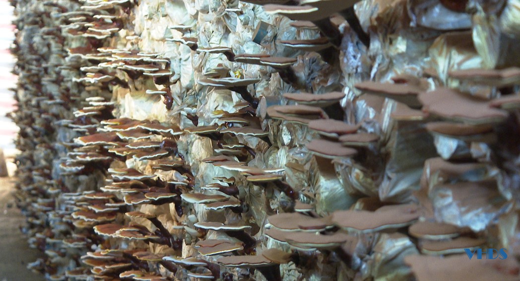 Mô hình trồng nấm linh chi mang lại hiệu quả kinh tế cao tại Quảng Xương