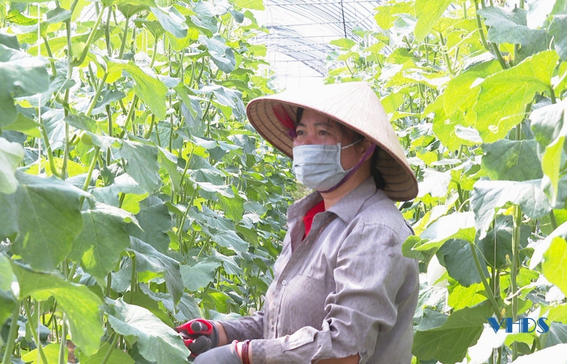 Ứng dụng công nghệ cao: Hướng đi mới trong sản xuất nông nghiệp ở huyện Quảng Xương