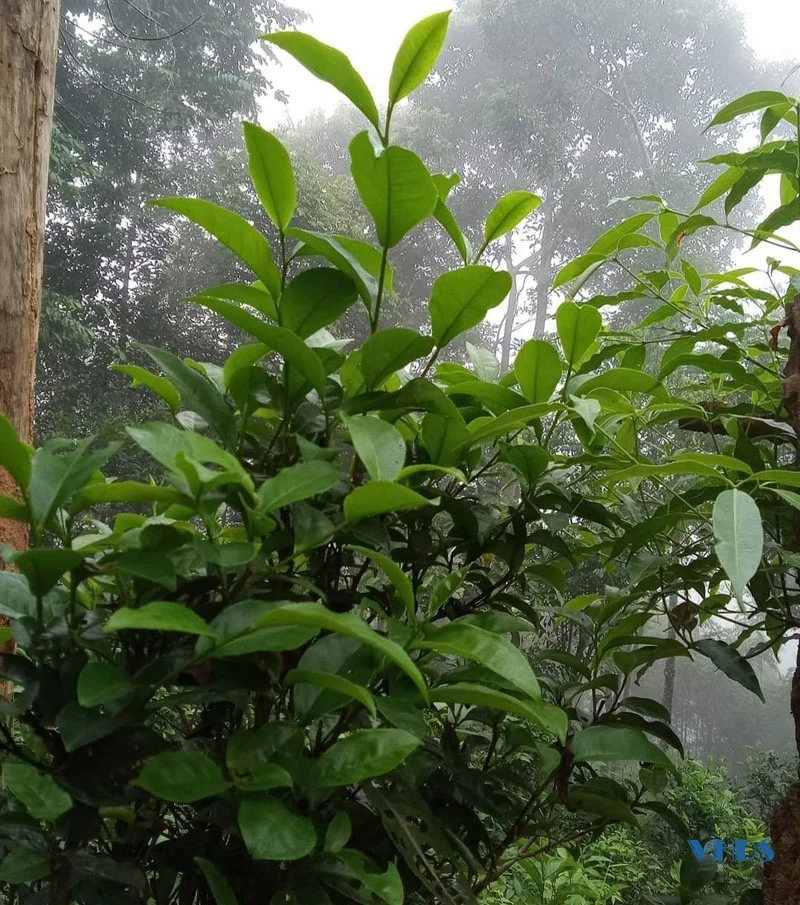 Phát huy tiềm năng, thế mạnh để phát triển kinh tế ở xã biên giới Hiền Kiệt