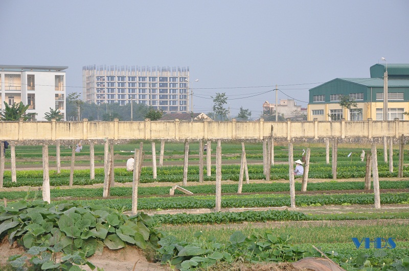 Sản xuất rau an toàn tại Quảng Thành