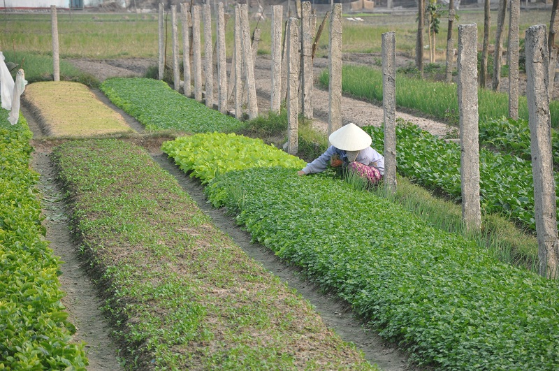 Sản xuất rau an toàn tại Quảng Thành