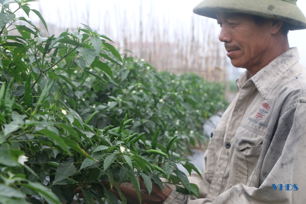 Sản xuất rau quả an toàn, bền vững ở Minh Tân
