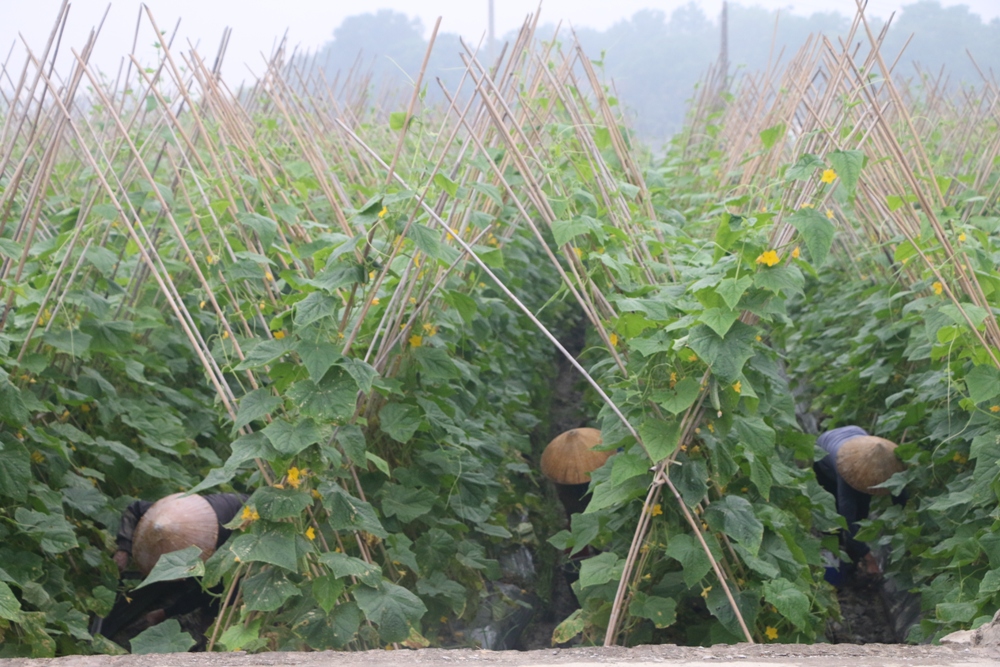 Sản xuất rau quả an toàn, bền vững ở Minh Tân