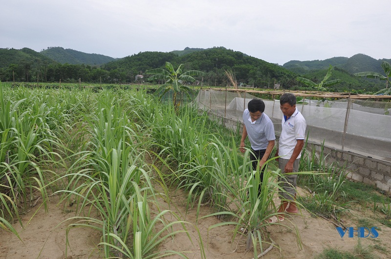 Chuyển đổi sang trồng cây thức ăn chăn nuôi ở huyện Như Thanh