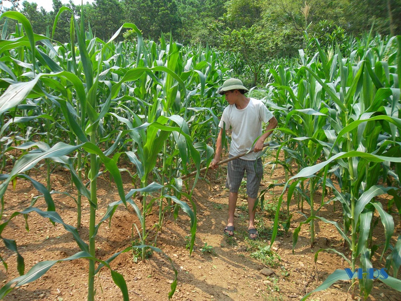Chuyển đổi sang trồng cây thức ăn chăn nuôi ở huyện Như Thanh