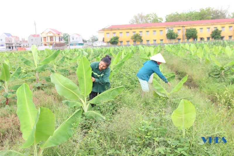 Phát triển bền vững cây chuối tiêu hồng trên đất Vĩnh Lộc